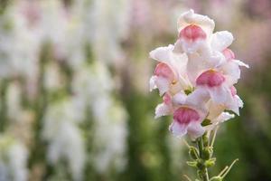 Antirrhinum majus flower. photo