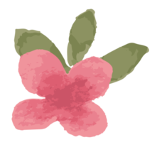 rosso bellissimo acquerello botanico selvaggio fiori.floreale illustrazione. png