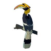 It's a beautiful hornbill picture. vector