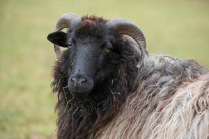 Portrait of a Heidschnucke, a German sheep with round horns and long fur, in front of a green background photo