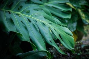Monstera, Swiss Cheese Plant leaf background. home plant concept. photo