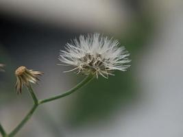 Dandelion seed, macro photography, extreme close up photo