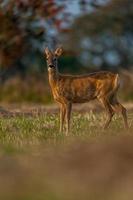 wild roe deer photo