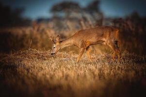 wild roe deer photo