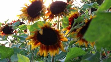 Sustainable agriculture field of sunflowers in romantic summer sunset with heat period and drought shows irrigation for mono culture of plantation growing as organic food like sunflower seeds growing video