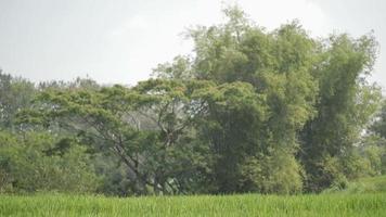 Rice plants that are still young, the leaves are still green and trees video