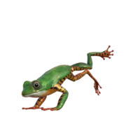 grenouille modèle 3d illustration png