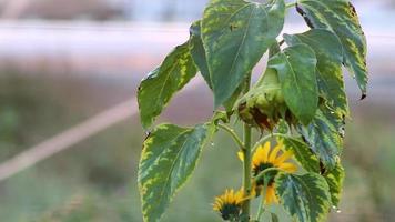 Intense irrigation of a dry sunflowers field in extreme drought and water shortage due to global warming in organic gardening irrigating dry plants with water shows climate change and hunger disasters video