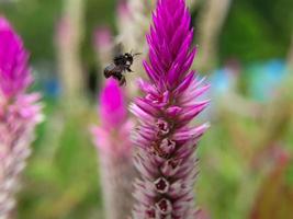 a plebeian bee flies and lands on a boroco spinach flower photo