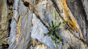 árbol que crece en la pared de piedra foto