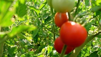 Tomaten im Garten, rot und grün video