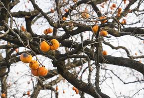Picture of Persimmon Tree in Suwon, Korea photo