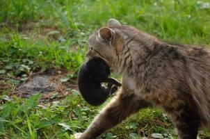 a street cat carries a newborn kitten in its teeth photo