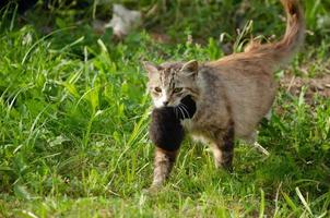 a street cat carries a newborn kitten in its teeth photo