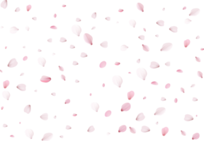 Sakura petals background png