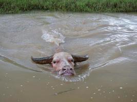 búfalo de agua en el canal para refrescarse. foto