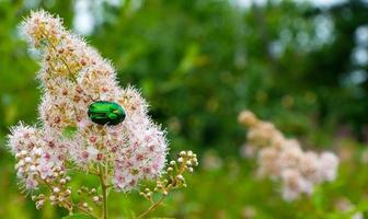 Rose chafer - Cetonia aurata - on flowers of Spirea bumalda photo