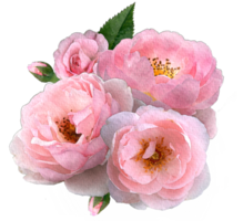 waterverf roze roos en bladeren. botanisch samenstelling voor bruiloft of groet kaart. png