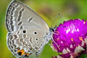 chilades pandava butterfly close up macro premium photo