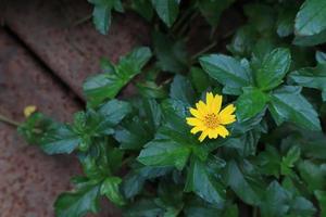 Singapore daisy or Asteraceae flowers. Close up yellow small flower bouquet on green leaves in garden with morning light. photo