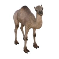 ilustração de modelo de camelo de renderização 3D png