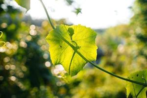 fondo de naturaleza, hierba de hoja y fondo de árboles verdes foto