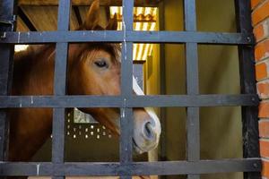 Horse in cage close-up image from the zoo photo