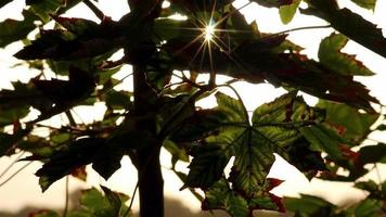 Sun Lens Flares durch glänzendes Laub im Herbst zeigt Sonnenstrahlen und Sonnenstrahlen mit grünen Blättern und sauberer Luft bei einem Waldspaziergang am Spätsommerabend mit Ahornblättern, die im Sonnenlicht leuchten video