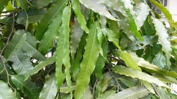 texture of green grass and trees photo