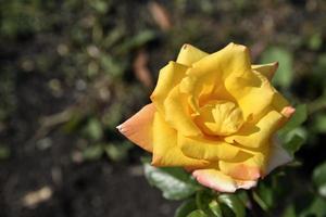 A large yellow rose flower in the summer garden during the day. Beautiful yellow-red rose close-up. photo