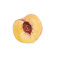 Watercolor peach fruit  slice png