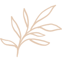 Simple linear plant flower leaf. Hand drawn botanical illustrations png