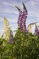 Close up of lupine flowers in lights of the evening sun. photo