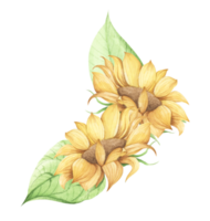 Sunflower. Watercolor floral illustration. png