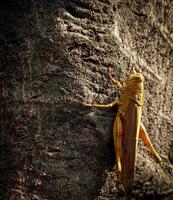 a brown grasshopper with a yellow combination, which is on a tree trunk photo