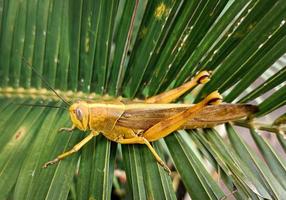 a brown grasshopper with a yellow combination, which is on a green leaf photo