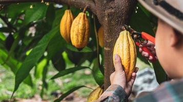 las manos de cierre de un agricultor de cacao usan tijeras de podar para cortar las vainas de cacao o el cacao amarillo maduro del árbol de cacao. cosecha que produce el negocio agrícola del cacao. foto