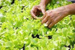 Elderly farmers hands hold green organic salad vegetables in the plot on the ground. Take care of vegetables that they do not have insects to eat. Concept of healthy eating, organic food photo