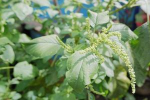 selectively focus on wild spinach or pull out green flowers, scientific language is called Amaranthus viridis photo