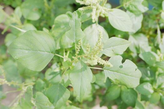 selectively focus on wild spinach or pull out green flowers, scientific language is called Amaranthus viridis photo