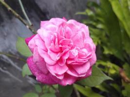 pink rose petal blooms on a  garden. This photo can be used for anything related to gardening, nursery, backyard, nature, greenery, beauty.