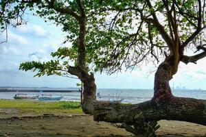 árboles waru junto a la playa y barcos de pesca foto