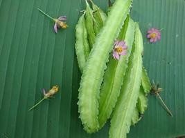 El frijol alado o psophocarpus tetragonolobus, también conocido como frijol goga, es una leguminosa tropical foto