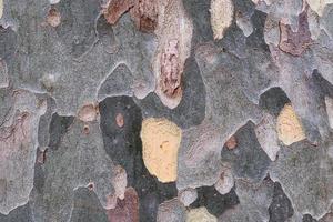 Old platan tree bark, texture, sycamore tree crust closeup, wood, pattern, natural plane tree camouflage material, organic textured surface. photo