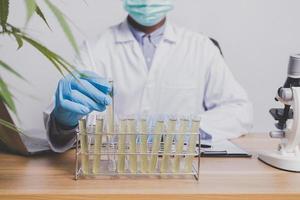 Cannabis researchers are doing scientific experiments. photo