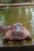 Hippopotamus. The hippopotamus is a large photo