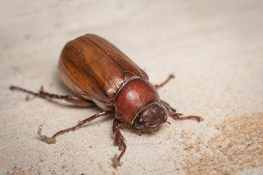 Phyllophaga beetle close up macro premium photo