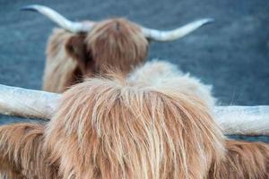 montañés escocia vaca peluda nariz congelada foto