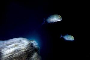 move effect on Giant trevally tuna caranx fish photo