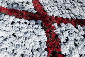 saint george flag red cross on white made of flowers photo